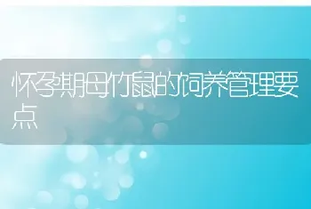 怀孕期母竹鼠的饲养管理要点