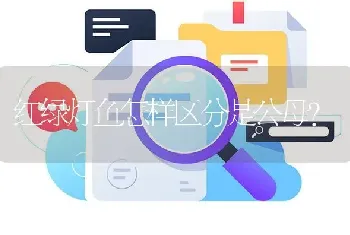 红绿灯鱼怎样区分是公母？