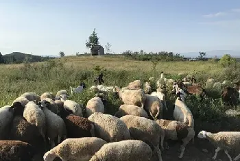 奶山羊产奶少的原因有哪些？如何进行催奶？