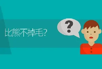 比熊不掉毛？