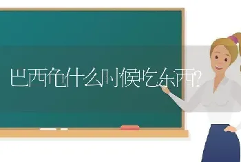 巴西龟什么时候吃东西？