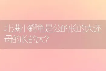 北满小鳄龟是公的长的大还母的长的大？