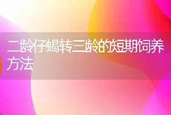 二龄仔蝎转三龄的短期饲养方法