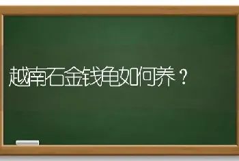 越南石金钱龟如何养？