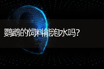 鹦鹉的饲料能泡水吗？