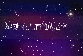 蜜蜂管理一年之计在于秋