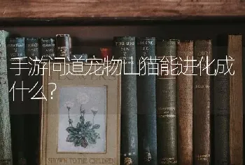 手游问道宠物山猫能进化成什么？