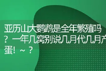 亚历山大鹦鹉是全年繁殖吗?一年几窝别说几月代几月产蛋！~？