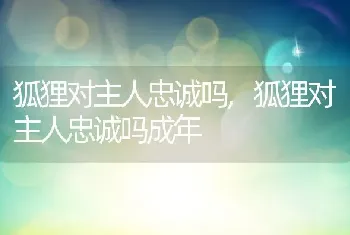 狐狸对主人忠诚吗，狐狸对主人忠诚吗成年