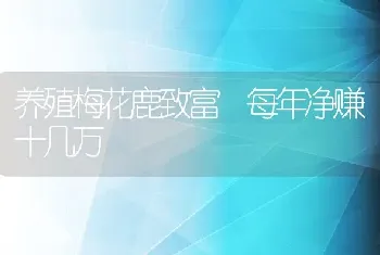 养殖梅花鹿致富 每年净赚十几万