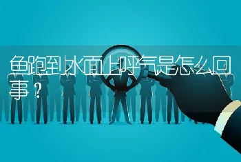 鱼跑到水面上呼气是怎么回事？