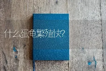 什么蛋龟繁殖快？