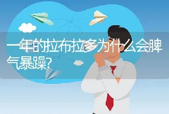 一年的拉布拉多为什么会脾气暴躁？