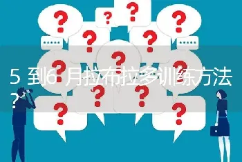 5到6月拉布拉多训练方法？