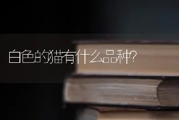 小猫3个月了，老爱咬人怎么办？