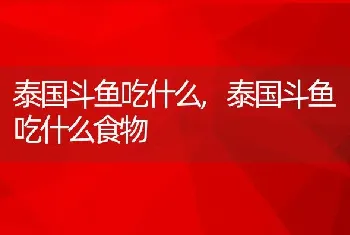 泰国斗鱼吃什么，泰国斗鱼吃什么食物