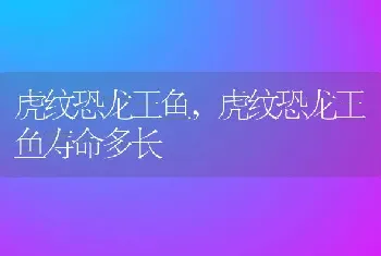 虎纹恐龙王鱼，虎纹恐龙王鱼寿命多长