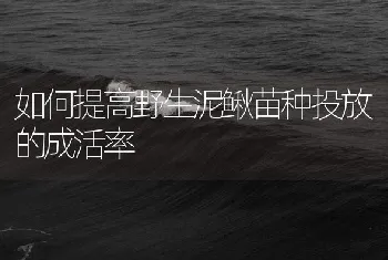 如何提高野生泥鳅苗种投放的成活率