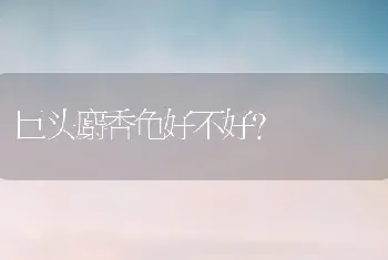 巨头麝香龟好不好？