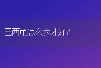 为什么小猫咪亲人但是不让人摸？