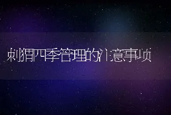 刺猬四季管理的注意事项