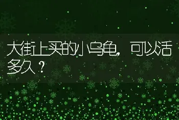 大街上买的小乌龟，可以活多久？