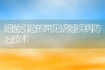 细菌引起的常见锦鲤疾病防治技术