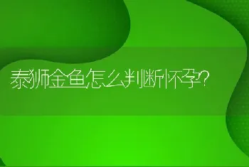 泰狮金鱼怎么判断怀孕？