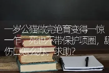 一岁公猫做完绝育变得一惊一乍，死也不带保护项圈，舔伤口怎么办，求助？