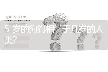 5岁的狗狗相当于几岁的人类？