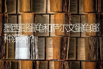 墨西哥蛋龟和萨尔文蛋龟哪种漂亮？