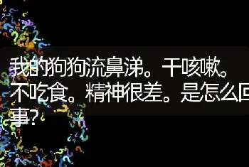 我的狗狗流鼻涕。干咳嗽。不吃食。精神很差。是怎么回事？