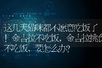 这几天猫咪都不愿意吃饭了!金吉拉不吃饭，金吉拉挑食不吃饭，要怎么办？