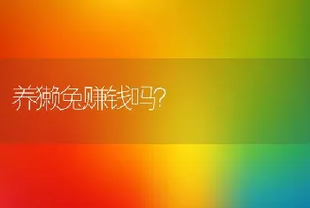 养獭兔赚钱吗？