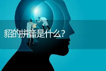 貂的拼音是什么？