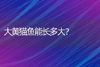 大黄猫鱼能长多大？