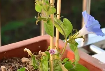 牵牛花的浇水时间及方法