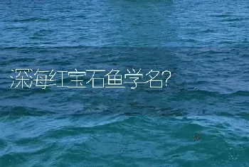 深海红宝石鱼学名？