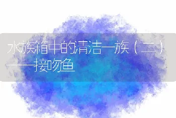 水族箱中的清洁一族（二）——接吻鱼