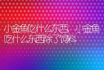 小金鱼吃什么东西，小金鱼吃什么东西除了饲料