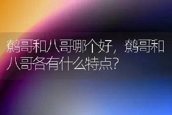 鹩哥和八哥哪个好，鹩哥和八哥各有什么特点？