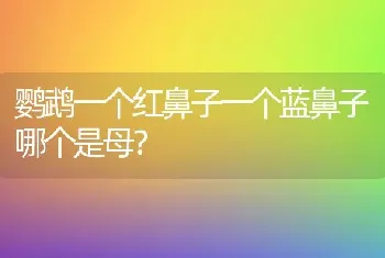 鹦鹉一个红鼻子一个蓝鼻子哪个是母？