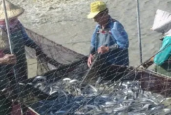 鳗鱼池套养泥鳅效益好