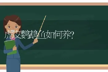 虎皮鹦鹉鱼如何养？