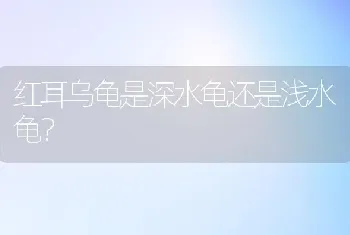 红耳乌龟是深水龟还是浅水龟？