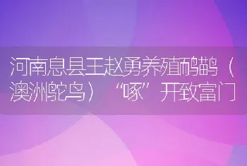 河南息县王赵勇养殖鸸鹋（澳洲鸵鸟）“啄”开致富门