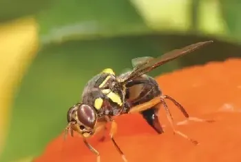 小实蝇的防治方法