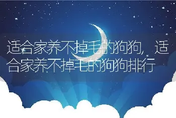 适合家养不掉毛的狗狗，适合家养不掉毛的狗狗排行