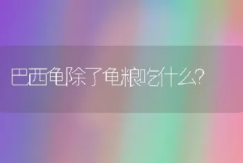 巴西龟除了龟粮吃什么？