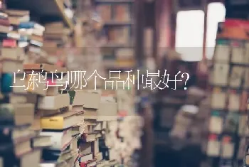 乌鸫鸟哪个品种最好？